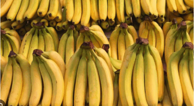 बिर्तामोडबाट एक महिनामा एक करोडको केरा बिक्री